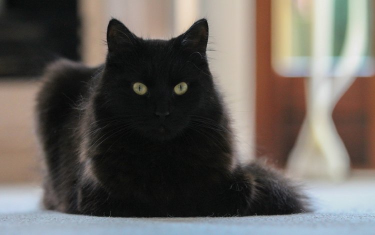 кот, мордочка, усы, кошка, взгляд, черный кот, cat, muzzle, mustache, look, black cat