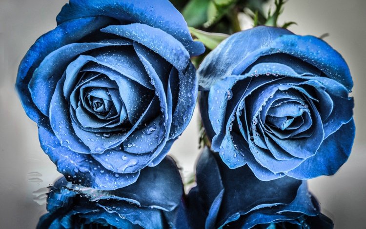 цветы, отражение, розы, капли воды, голубые цветы, flowers, reflection, roses, water drops, blue flowers