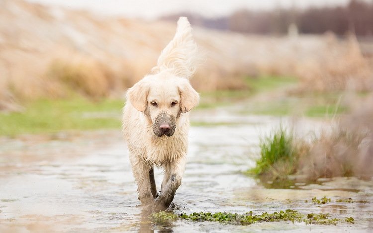 грязь, мордочка, взгляд, собака, щенок, лужа, золотистый ретривер, dirt, muzzle, look, dog, puppy, puddle, golden retriever