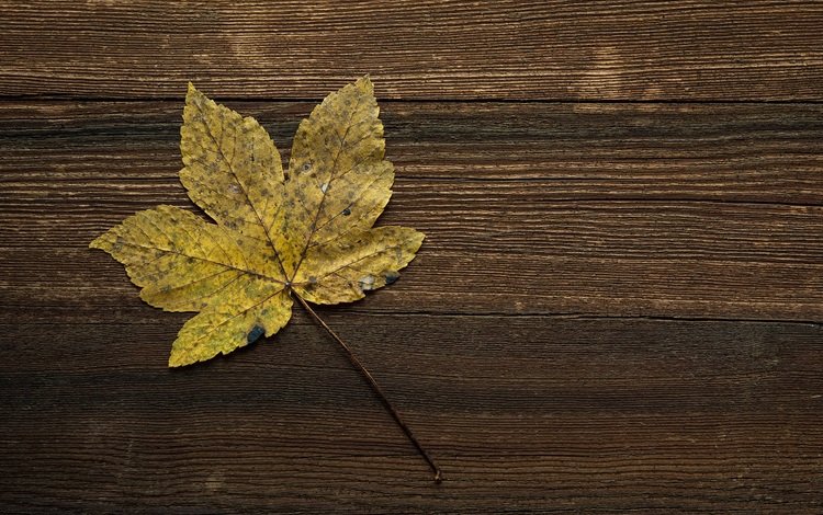 осень, лист, прожилки, деревянная поверхность, autumn, sheet, veins, wooden surface