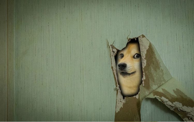 мордочка, взгляд, стена, собака, дырка, сиба-ину, muzzle, look, wall, dog, hole, shiba inu