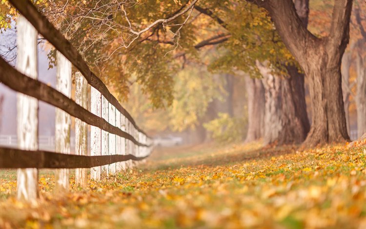 деревья, листья, ветки, стволы, осень, забор, trees, leaves, branches, trunks, autumn, the fence