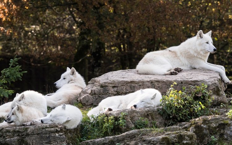 волки, деревья, стая, природа, зоопарк, камни, группа, арктический волк, сон, белый волк, белый, арктический, отдых, белые, спят, wolves, trees, pack, nature, zoo, stones, group, arctic wolf, sleep, white wolf, white, arctic, stay