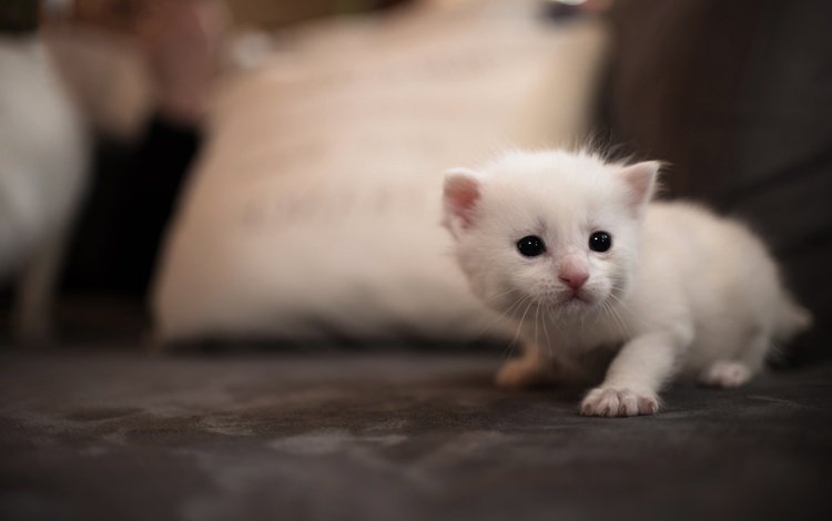 фон, кот, мордочка, кошка, котенок, белый, диван, подушка, глазки, eyes, background, cat, muzzle, kitty, white, sofa, pillow