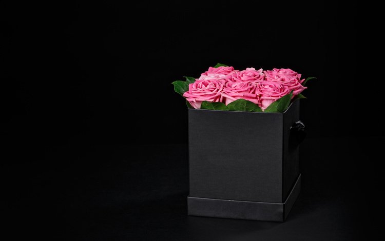 цветы, розы, черный фон, розовые, подарок, коробка, flowers, roses, black background, pink, gift, box
