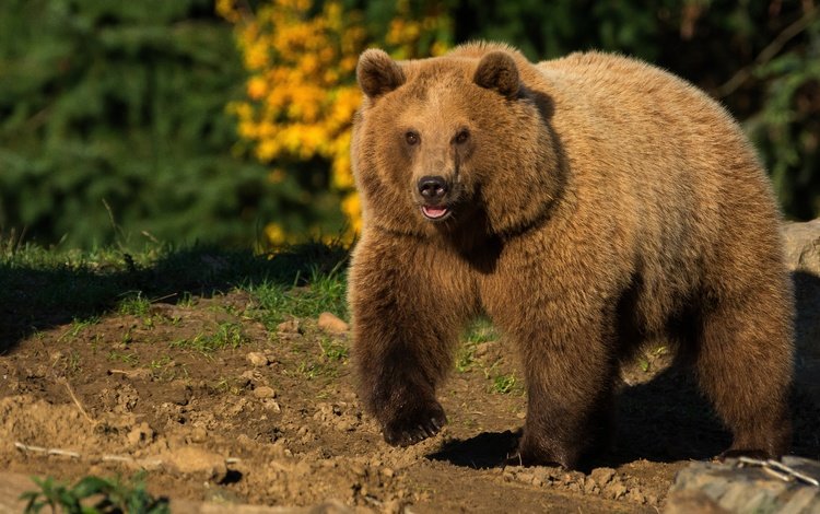 природа, животные, медведь, солнечно, бурый медведь, nature, animals, bear, sunny, brown bear