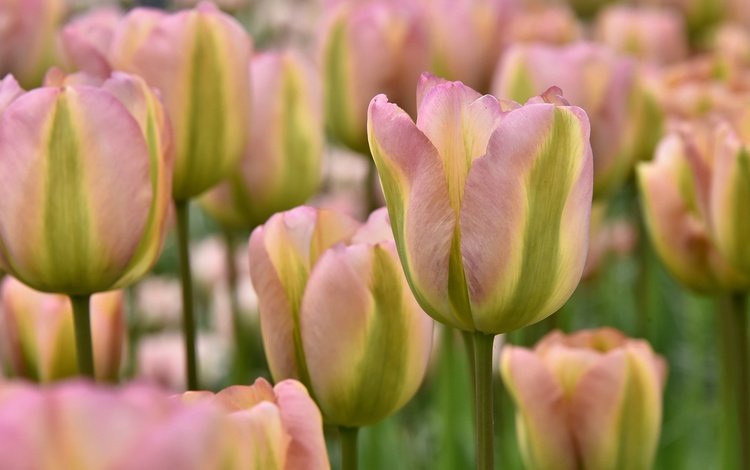 цветы, бутоны, макро, тюльпаны, flowers, buds, macro, tulips