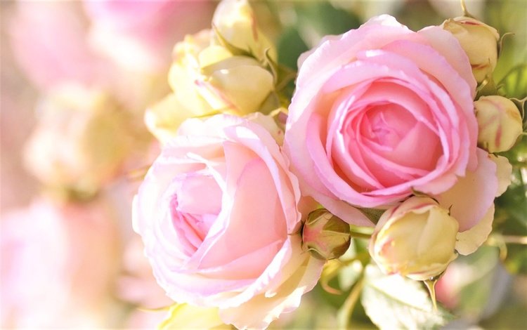 бутоны, размытость, розовые розы, buds, blur, pink roses