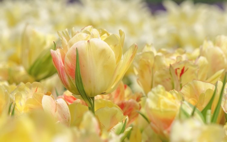 цветы, бутоны, лепестки, весна, тюльпаны, flowers, buds, petals, spring, tulips