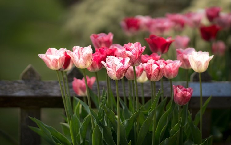 цветы, бутоны, забор, весна, тюльпаны, стебли, боке, flowers, buds, the fence, spring, tulips, stems, bokeh