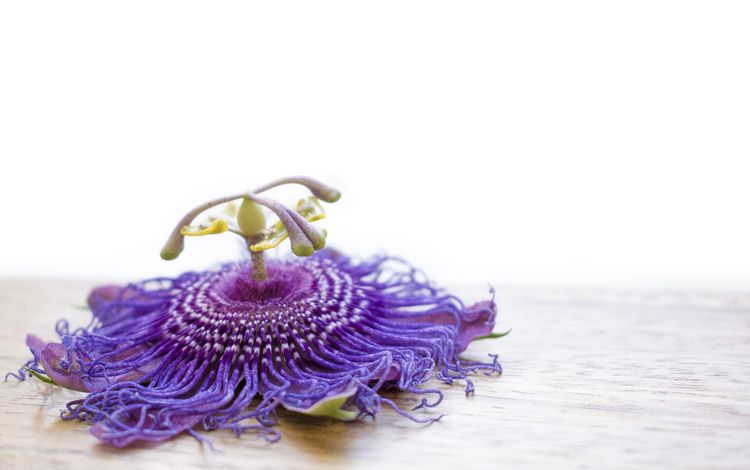 макро, фон, цветок, фиолетовый, сиреневый, пассифлора, macro, background, flower, purple, lilac, passionflower