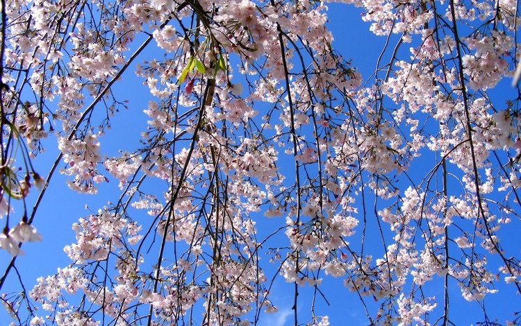небо, цветение, ветки, весна, the sky, flowering, branches, spring