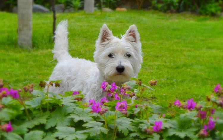 мордочка, взгляд, собака, щенок, цветочки, собачка, вест-хайленд-уайт-терьер, muzzle, look, dog, puppy, flowers, the west highland white terrier