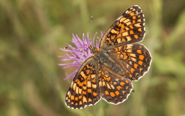 насекомое, цветок, бабочка, крылья, боке, шашечница, insect, flower, butterfly, wings, bokeh, the metalmark