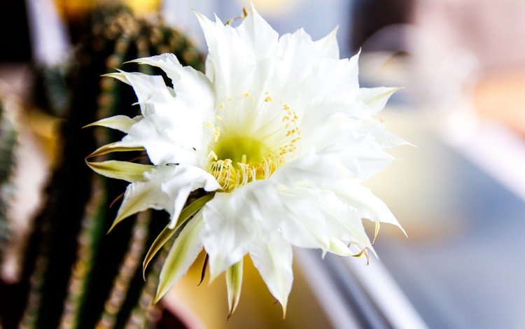 цветок, окно, кактус, белый цветок, flower, window, cactus, white flower