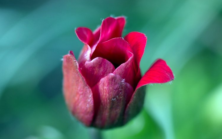 природа, цветок, лепестки, размытость, бутон, тюльпан, nature, flower, petals, blur, bud, tulip