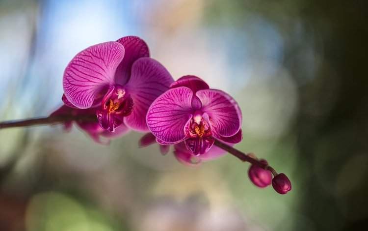 цветы, цветение, лепестки, орхидея, фаленопсис, flowers, flowering, petals, orchid, phalaenopsis