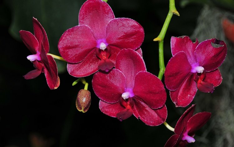 цветы, цветение, черный фон, орхидеи, flowers, flowering, black background, orchids