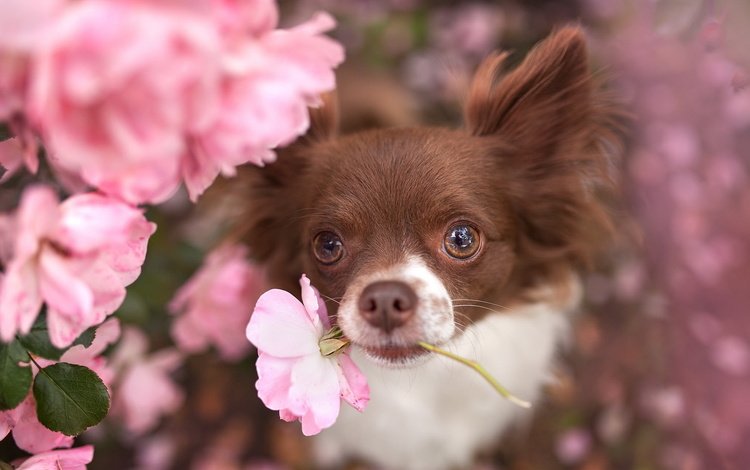 цветы, взгляд, собака, животное, пес, чихуахуа, flowers, look, dog, animal, chihuahua