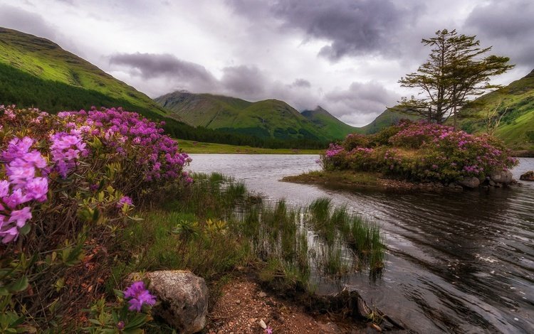 цветы, деревья, озеро, горы, природа, скала, остров, шотландия, flowers, trees, lake, mountains, nature, rock, island, scotland