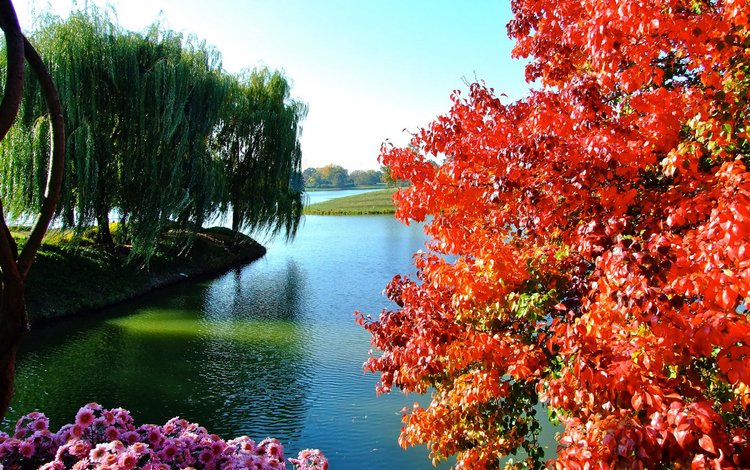 небо, цветы, деревья, озеро, осень, the sky, flowers, trees, lake, autumn