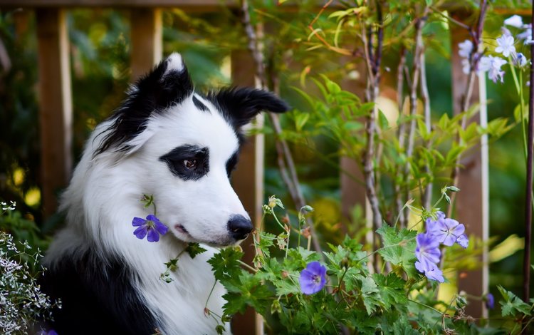 цветы, деревья, природа, собака, животное, бордер-колли, flowers, trees, nature, dog, animal, the border collie