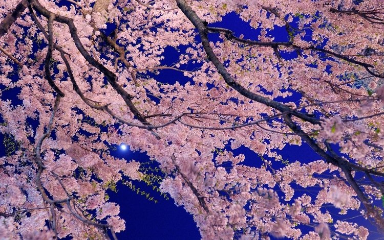 небо, цветы, дерево, цветение, ветки, весна, сакура, the sky, flowers, tree, flowering, branches, spring, sakura
