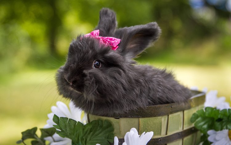 цветы, кролик, животное, бант, ведро, flowers, rabbit, animal, bow, bucket