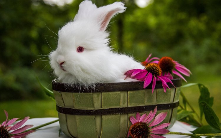 цветы, ушки, кролик, животное, корзинка, зайчик, ведро, flowers, ears, rabbit, animal, basket, bunny, bucket