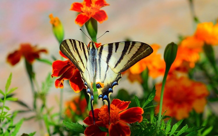 цветы, макро, насекомое, бабочка, крылья, flowers, macro, insect, butterfly, wings