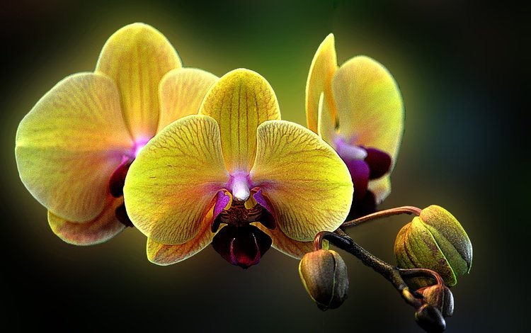 цветы, макро, орхидея, фаленопсис, flowers, macro, orchid, phalaenopsis