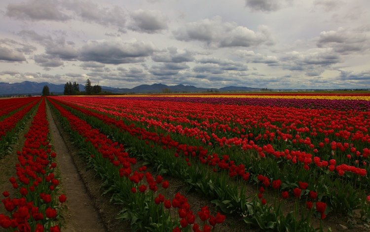 цветы, облака, деревья, поле, тюльпаны, плантация, flowers, clouds, trees, field, tulips, plantation