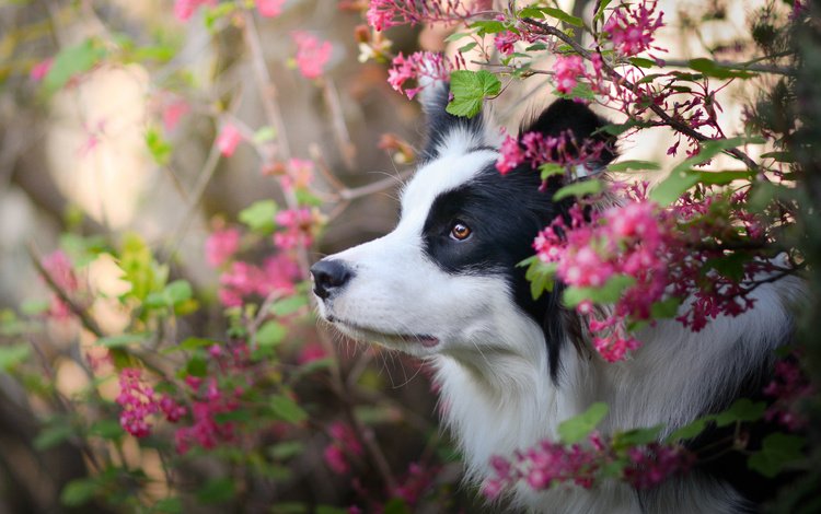 цветы, природа, собака, профиль, бордер-колли, flowers, nature, dog, profile, the border collie