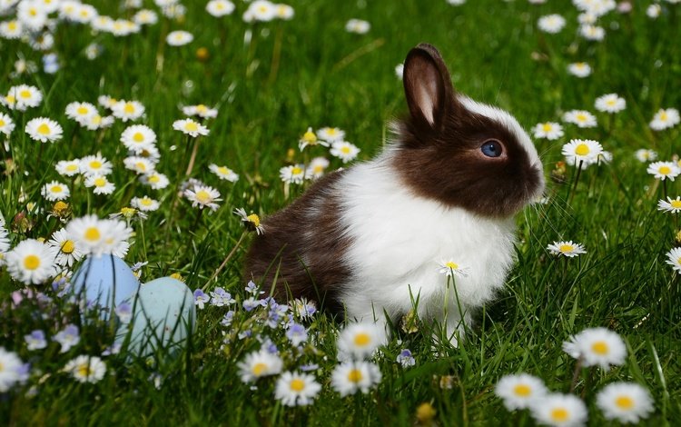 цветы, трава, ромашки, кролик, животное, пасха, яйца, flowers, grass, chamomile, rabbit, animal, easter, eggs