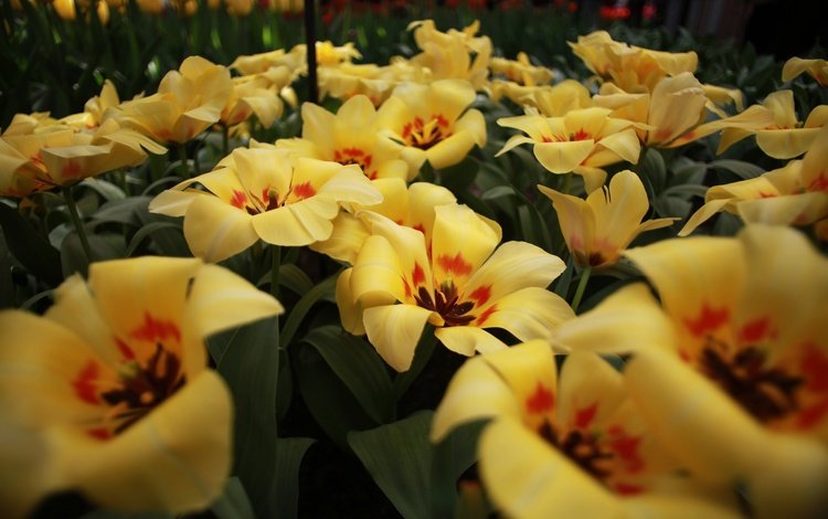 цветы, цветение, лепестки, весна, тюльпаны, flowers, flowering, petals, spring, tulips