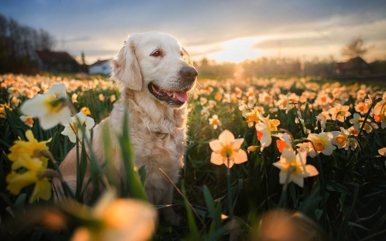 цветы, золотистый ретривер, вечер, природа, поле, взгляд, собака, весна, нарциссы, flowers, golden retriever, the evening, nature, field, look, dog, spring, daffodils