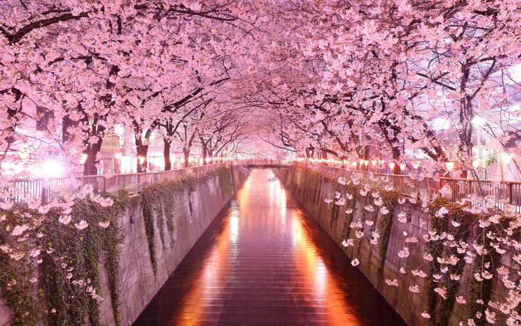 деревья, цветение, мост, весна, сакура, trees, flowering, bridge, spring, sakura