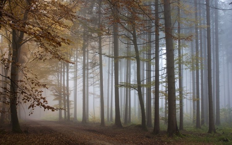 деревья, лес, туман, осень, тропа, trees, forest, fog, autumn, trail