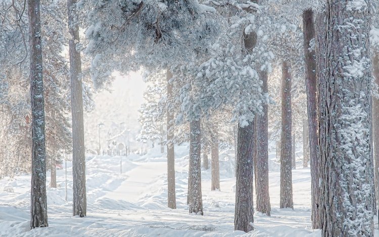 деревья, снег, лес, зима, сосны, trees, snow, forest, winter, pine