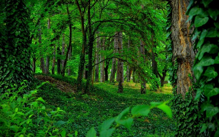 деревья, зелень, растения, лес, стволы, мох, trees, greens, plants, forest, trunks, moss