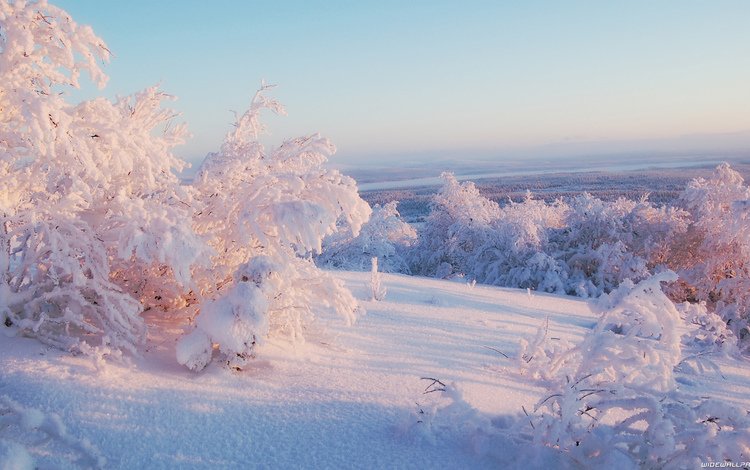 небо, свет, деревья, снег, зима, горизонт, иней, the sky, light, trees, snow, winter, horizon, frost