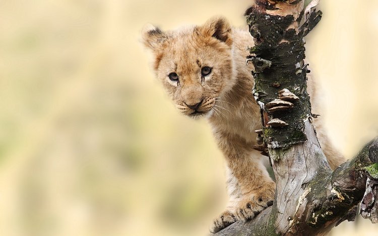 дерево, хищник, животное, ствол, лев, львёнок, детеныш, tree, predator, animal, trunk, leo, lion, cub