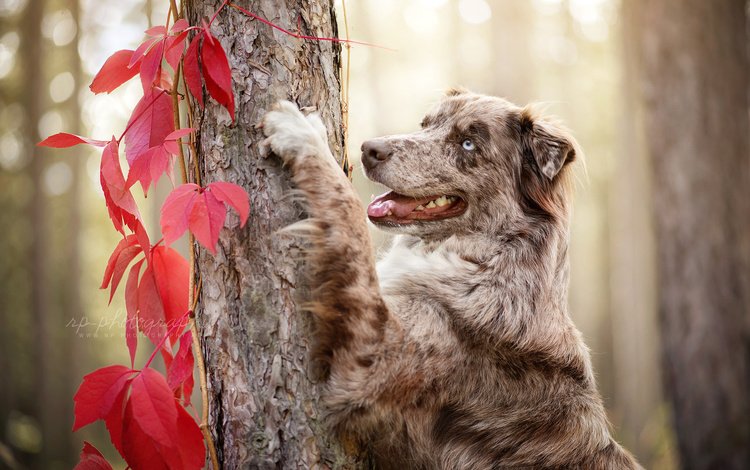 дерево, листья, осень, собака, животное, ствол, пес, плющ, австралийская овчарка, australian shepherd, tree, leaves, autumn, dog, animal, trunk, ivy