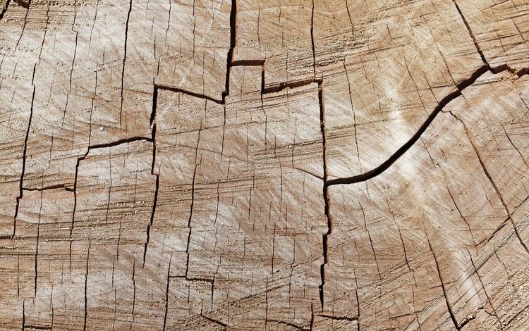 дерево, текстура, фон, древесина, tree, texture, background, wood