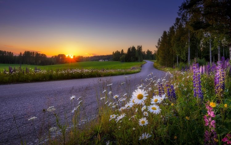 дорога, цветы, деревья, закат, пейзаж, поле, полевые цветы, финляндия, road, flowers, trees, sunset, landscape, field, wildflowers, finland