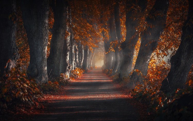 дорога, деревья, природа, парк, осень, аллея, road, trees, nature, park, autumn, alley