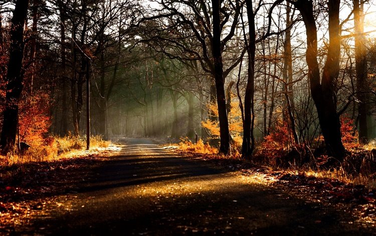 дорога, деревья, природа, лес, листья, осень, солнечный свет, road, trees, nature, forest, leaves, autumn, sunlight