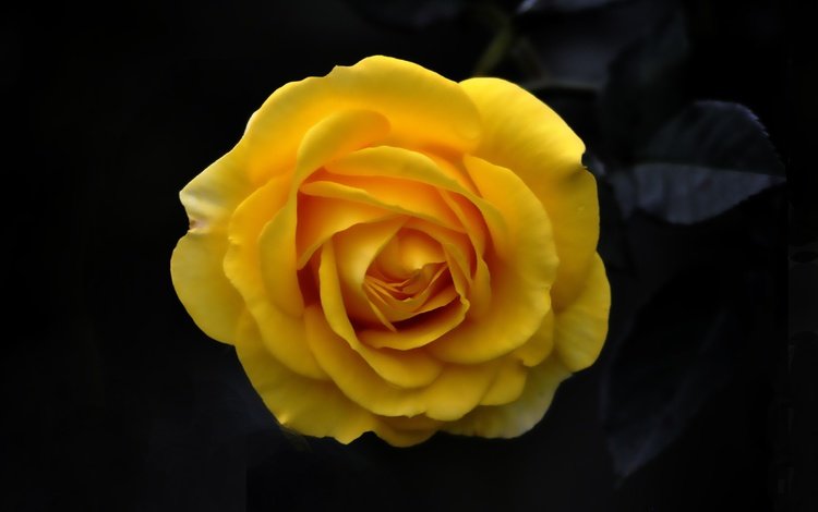 фон, цветок, роза, лепестки, бутон, черный фон, жёлтая, background, flower, rose, petals, bud, black background, yellow