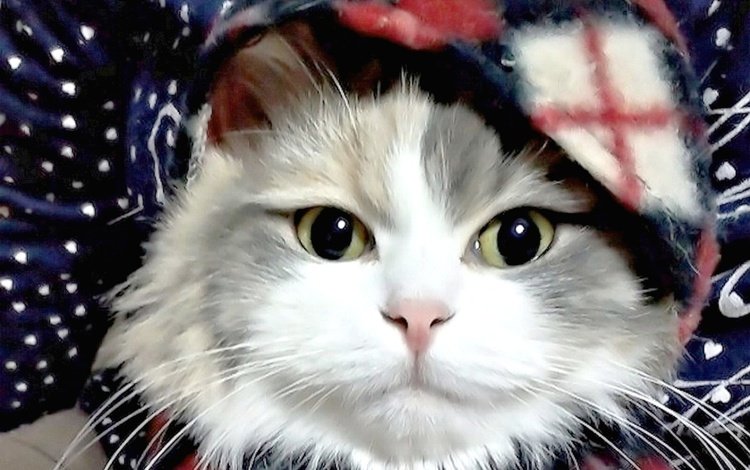 фон, кот, мордочка, усы, кошка, взгляд, шарф, background, cat, muzzle, mustache, look, scarf