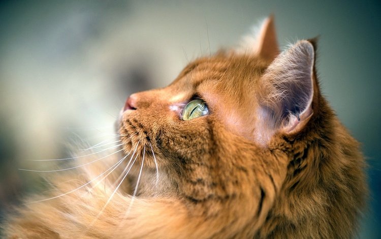 фон, кот, мордочка, усы, кошка, взгляд, профиль, background, cat, muzzle, mustache, look, profile